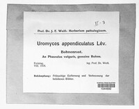 Uromyces appendiculatus image